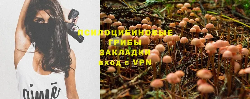 Псилоцибиновые грибы Psilocybe  купить наркотики сайты  Безенчук 